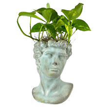 Pothos in Sculptural Bust