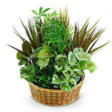 Large Dish Garden