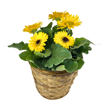 Gerber Daisies